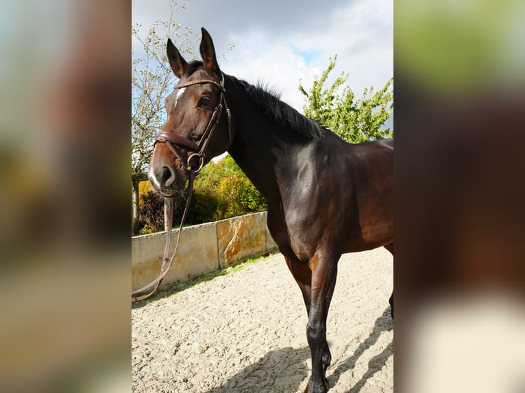 Rheinländer Stute 8 Jahre 170 cm Brauner in Dippoldiswalde