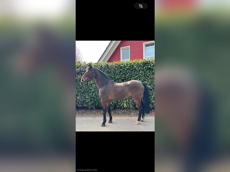 Rheinländer Stute 9 Jahre 162 cm Brauner in Eschweiler