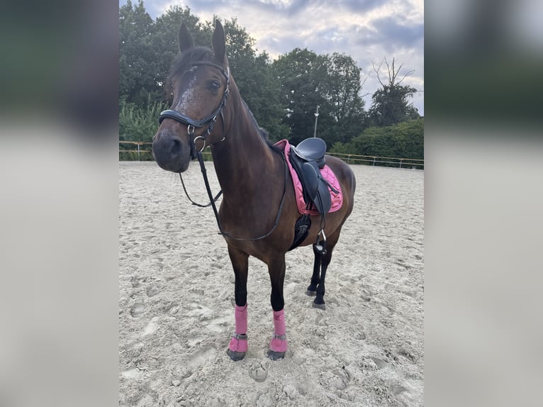 Rheinländer Stute 9 Jahre 165 cm Dunkelbrauner in Wetter (Ruhr)