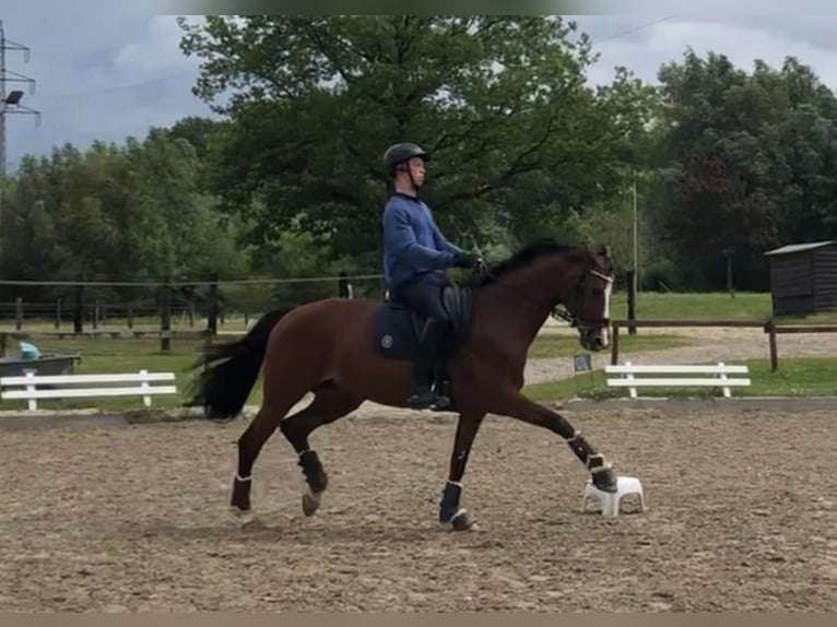 Rheinländer Stute 9 Jahre 166 cm Brauner in Nettetal