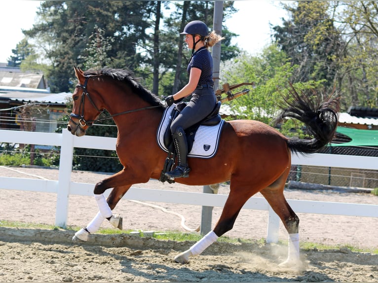 Rheinländer Stute 9 Jahre 170 cm Brauner in Kempen