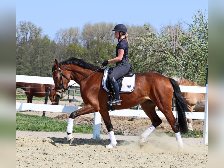 Rheinländer Stute 9 Jahre 170 cm Brauner in Kempen
