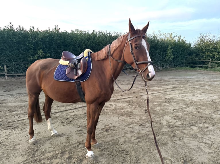 Rheinländer Stute 9 Jahre 172 cm Fuchs in Arnsberg