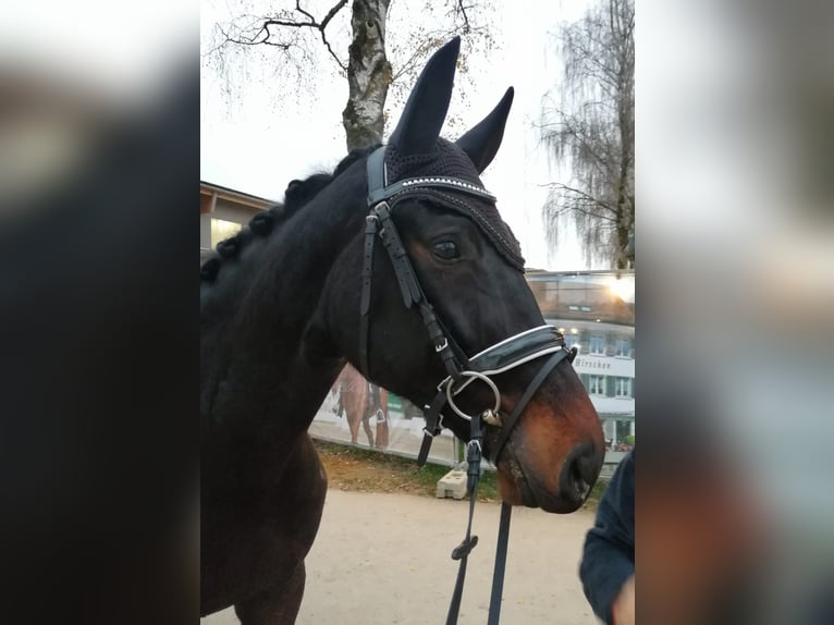 Rheinländer Stute 9 Jahre 172 cm Schwarzbrauner in Dörflingen