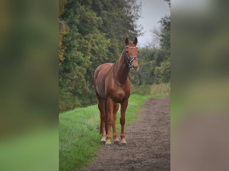 Rheinländer Stute 9 Jahre 175 cm Fuchs in M&#xF6;nchengladbach