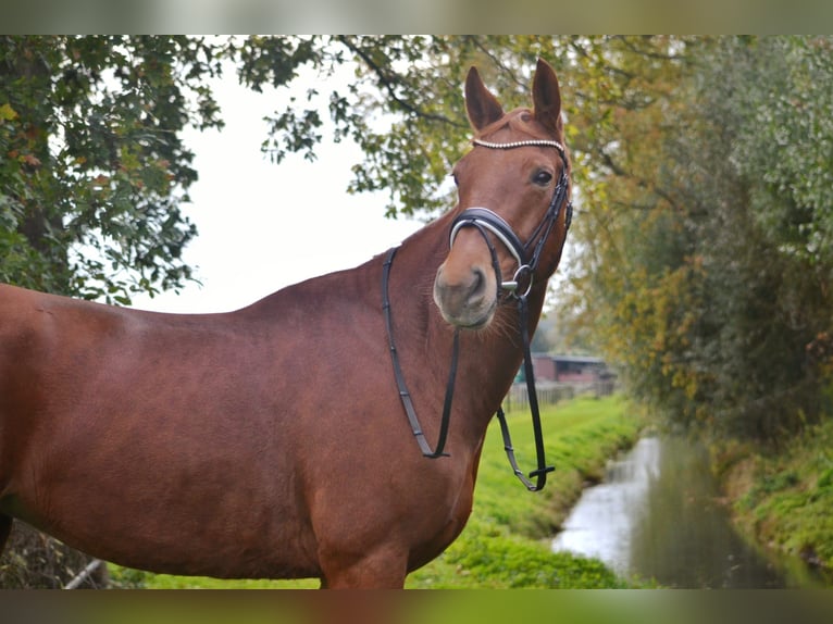 Rheinländer Stute 9 Jahre 175 cm Fuchs in M&#xF6;nchengladbach