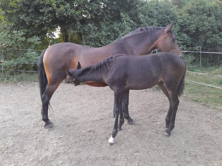 Rheinländer Stute Fohlen (04/2025) 140 cm Dunkelbrauner in Gevensleben