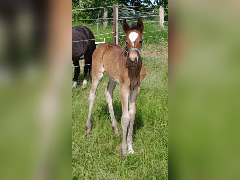 Rheinländer Stute Fohlen (04/2025) 140 cm Dunkelbrauner in Gevensleben
