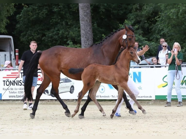 Rheinländer Stute Fohlen (05/2025) 168 cm Brauner in Rees