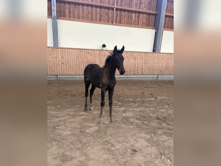 Rheinländer Stute Fohlen (05/2026) Schwarzbrauner in Troisdorf