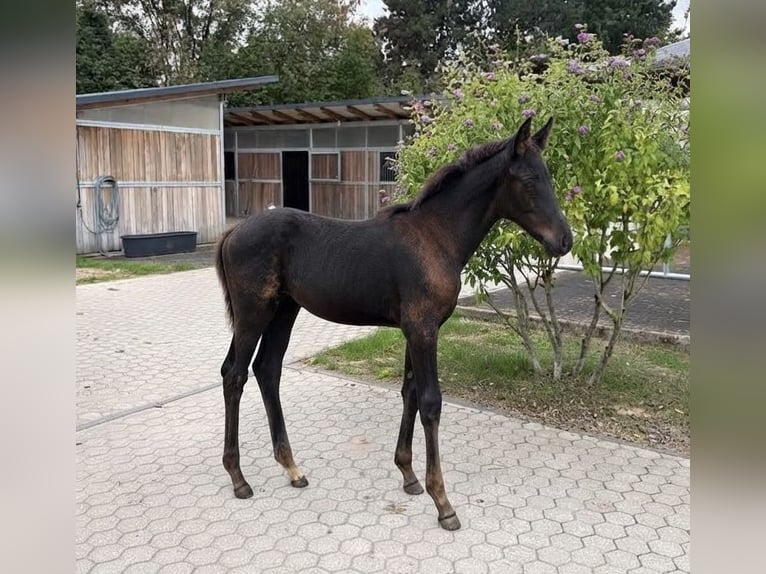Rheinländer Stute Fohlen (05/2026) Schwarzbrauner in Troisdorf