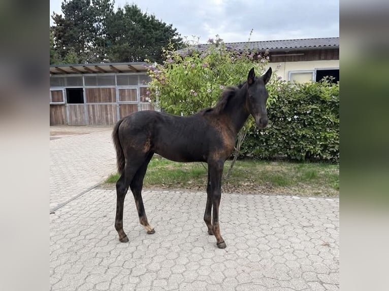 Rheinländer Stute Fohlen (05/2026) Schwarzbrauner in Troisdorf
