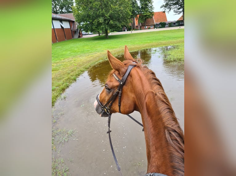 Rheinländer Wallach 10 Jahre 169 cm Fuchs in Uelsen
