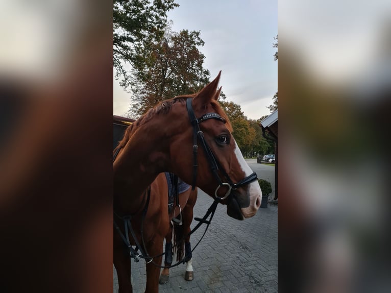 Rheinländer Wallach 10 Jahre 169 cm Fuchs in Uelsen