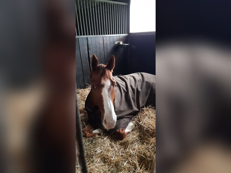 Rheinländer Wallach 10 Jahre 169 cm Fuchs in Uelsen