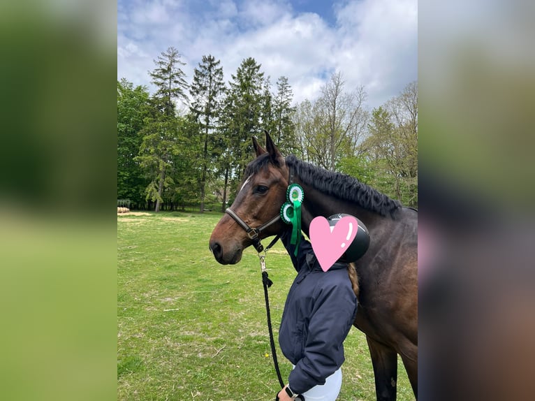 Rheinländer Wallach 10 Jahre 171 cm Brauner in Jörl