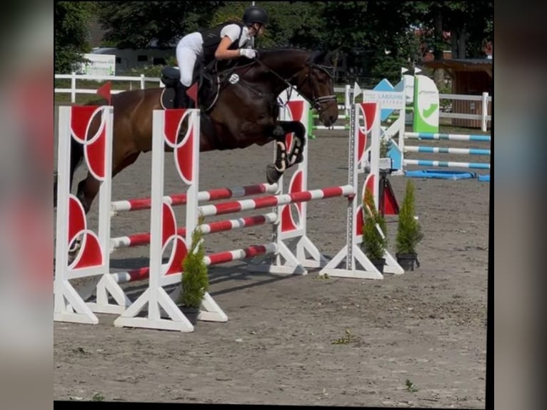 Rheinländer Wallach 10 Jahre 171 cm Brauner in Jörl