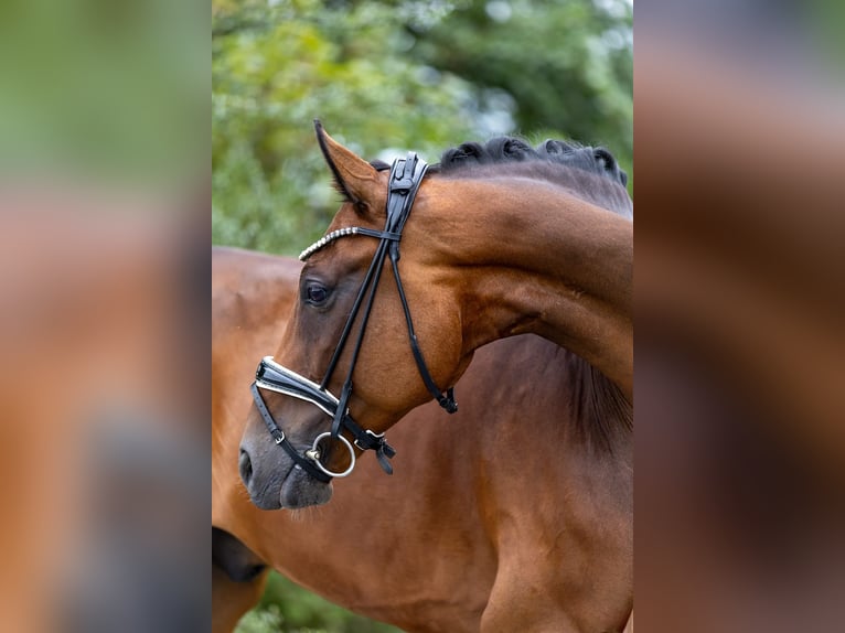 Rheinländer Wallach 10 Jahre 172 cm Brauner in Rosenheim