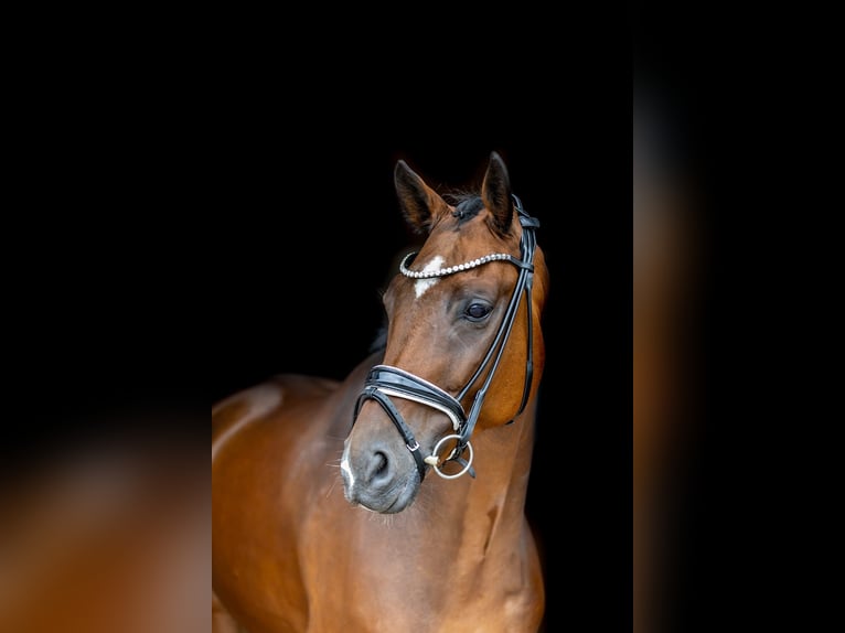 Rheinländer Wallach 10 Jahre 172 cm Brauner in Rosenheim