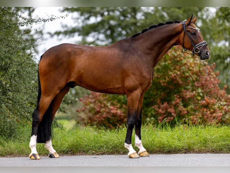 Rheinländer Wallach 10 Jahre 172 cm Brauner in Rosenheim