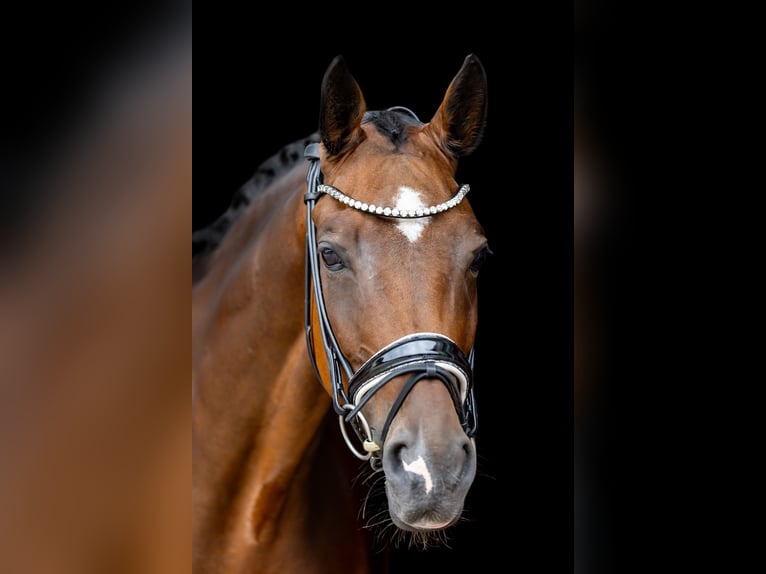 Rheinländer Wallach 10 Jahre 172 cm Brauner in Rosenheim