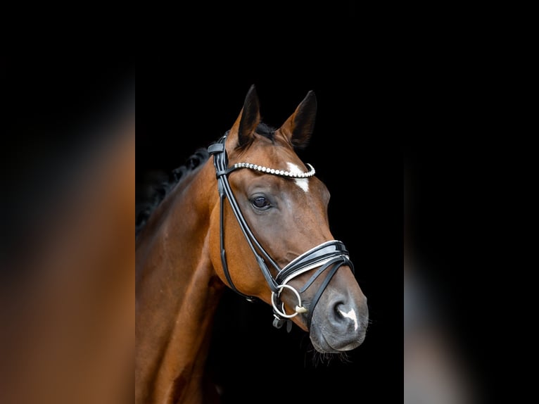 Rheinländer Wallach 10 Jahre 172 cm Brauner in Rosenheim