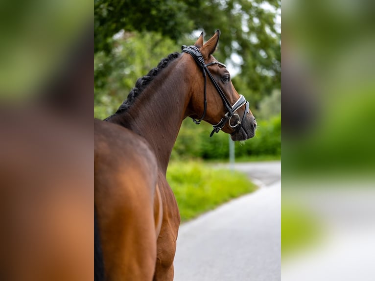 Rheinländer Wallach 10 Jahre 172 cm Brauner in Rosenheim