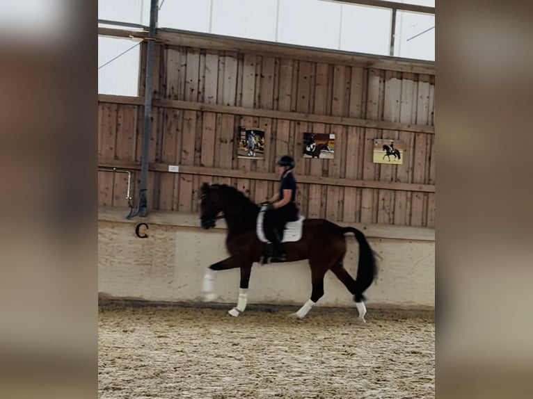 Rheinländer Wallach 10 Jahre 172 cm Brauner in Rosenheim