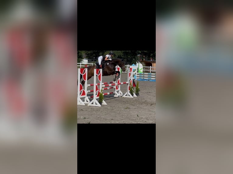 Rheinländer Wallach 10 Jahre 172 cm Brauner in Jörl