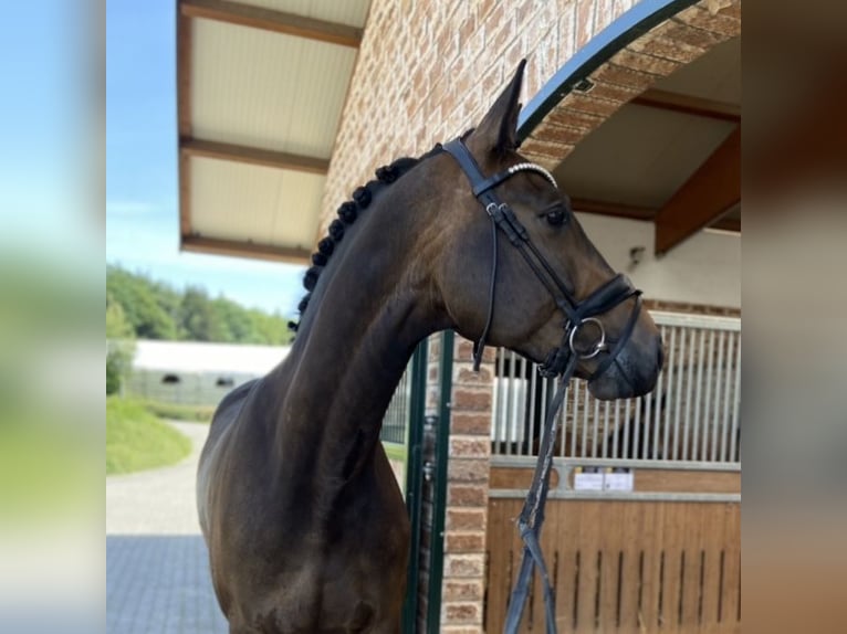Rheinländer Wallach 10 Jahre 174 cm Dunkelbrauner in Aarbergen