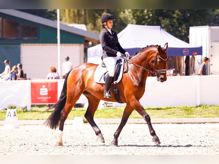 Rheinländer Wallach 10 Jahre 175 cm Brauner in LeverkusenLeverkusen