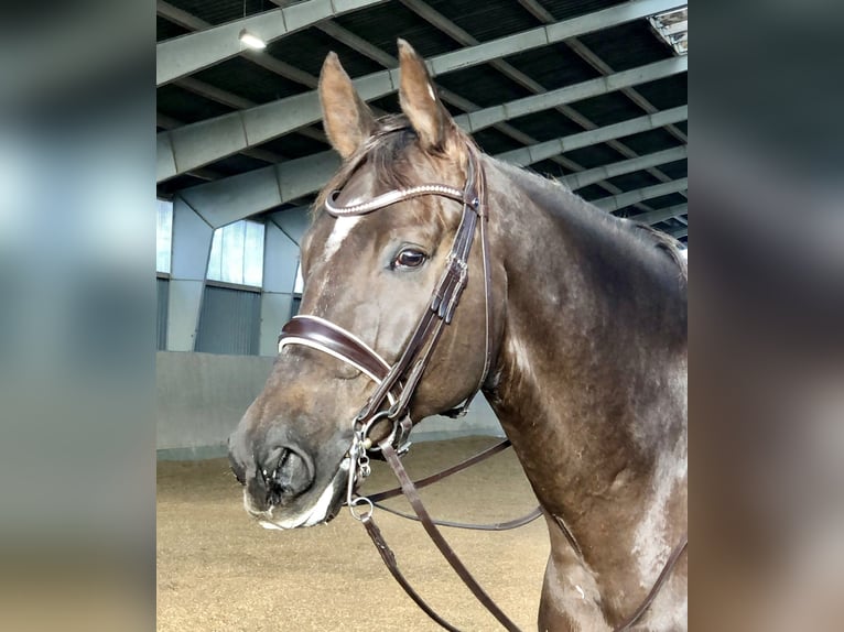 Rheinländer Wallach 10 Jahre 176 cm Dunkelfuchs in Morud