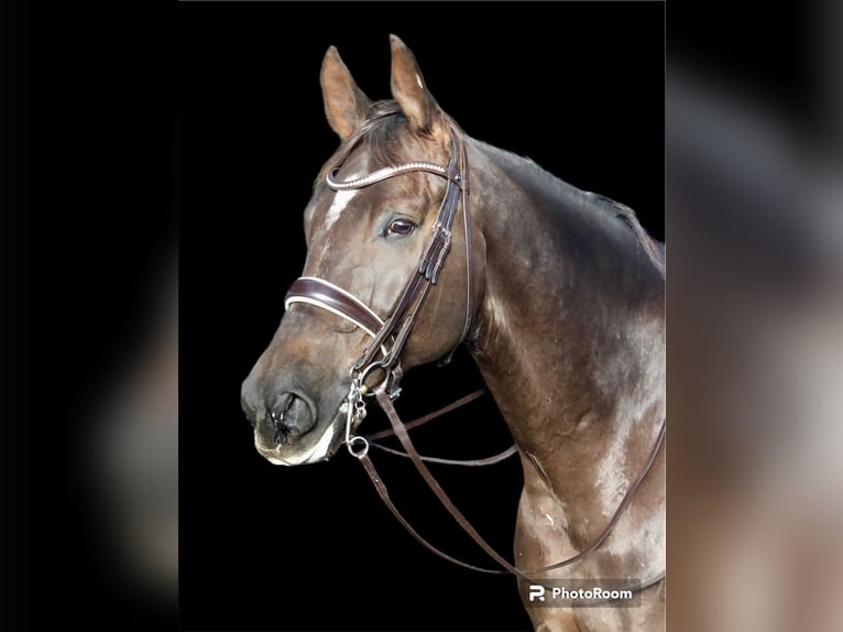 Rheinländer Wallach 10 Jahre 176 cm Dunkelfuchs in Morud