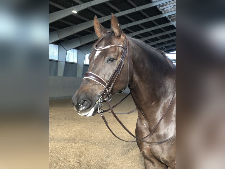 Rheinländer Wallach 10 Jahre 176 cm Dunkelfuchs in Morud