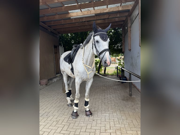 Rheinländer Wallach 10 Jahre 178 cm Schimmel in Großalmerode