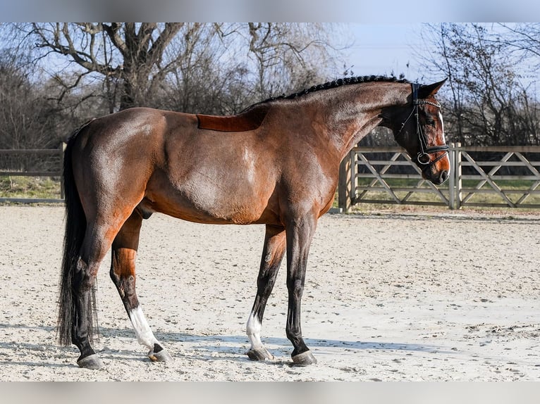 Rheinländer Wallach 11 Jahre 168 cm Brauner in Riedstadt