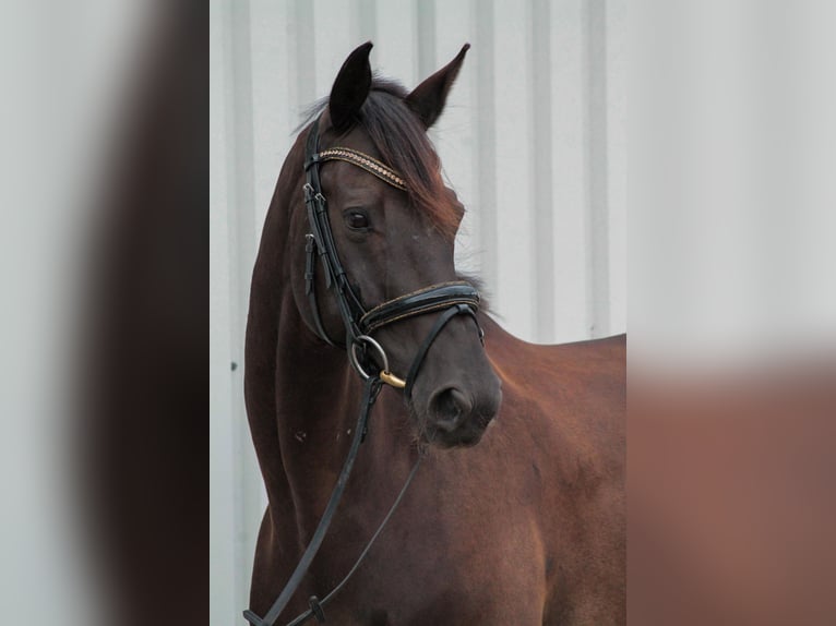 Rheinländer Wallach 11 Jahre 168 cm Rappe in Schortens