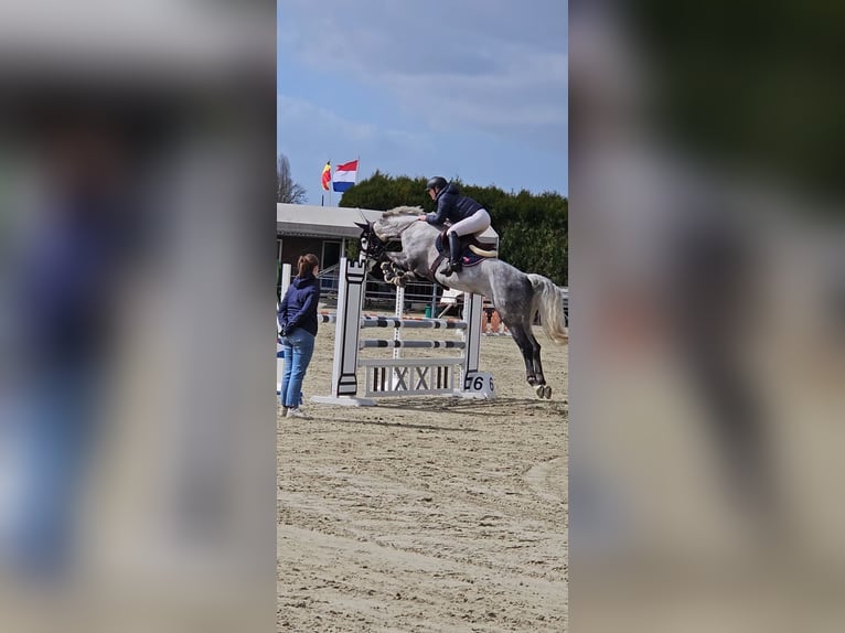 Rheinländer Wallach 11 Jahre 170 cm Apfelschimmel in Wassenberg