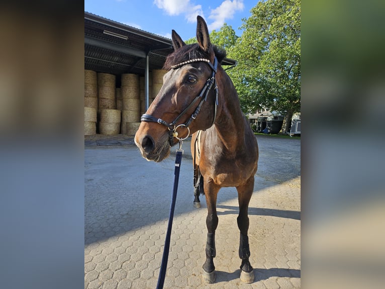 Rheinländer Wallach 11 Jahre 170 cm Brauner in Pulheim