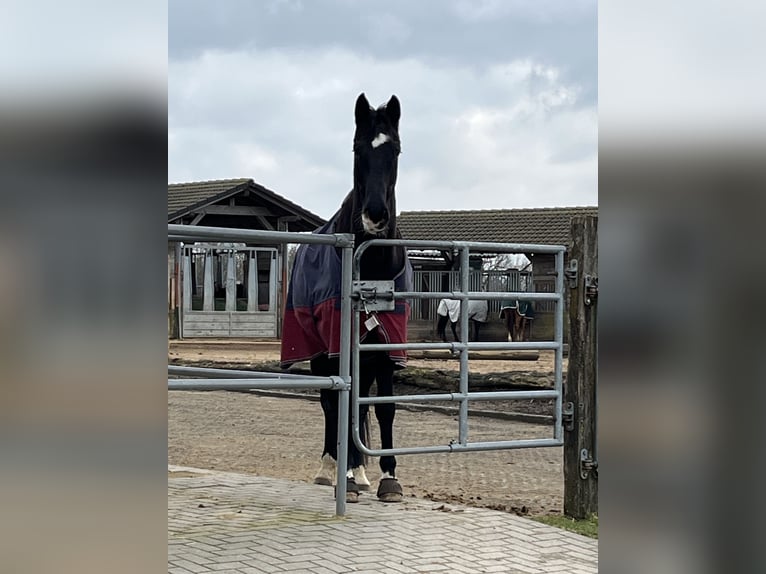 Rheinländer Wallach 11 Jahre 170 cm Rappe in Neunkirchen-Seelscheid