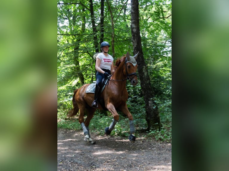 Rheinländer Wallach 11 Jahre 172 cm Fuchs in Grevenbroich