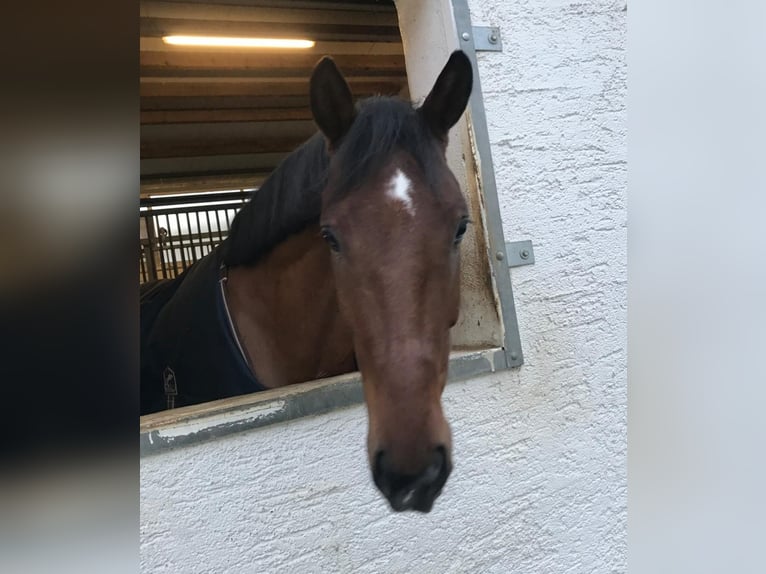 Rheinländer Wallach 11 Jahre 174 cm Brauner in Regensburg