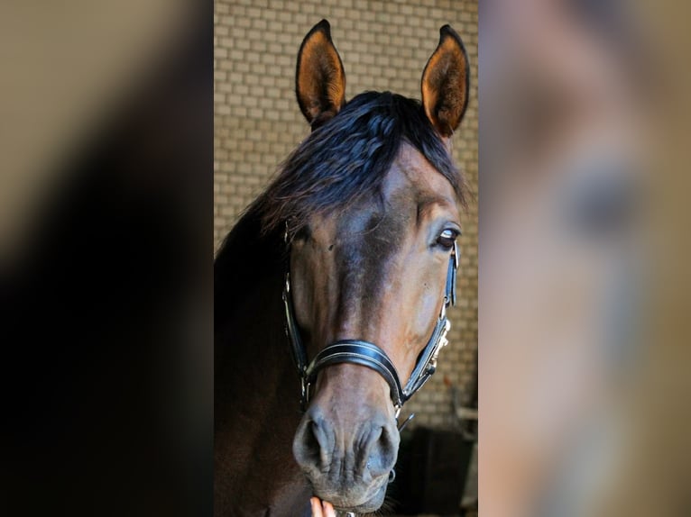 Rheinländer Wallach 11 Jahre 175 cm Brauner in Kempen