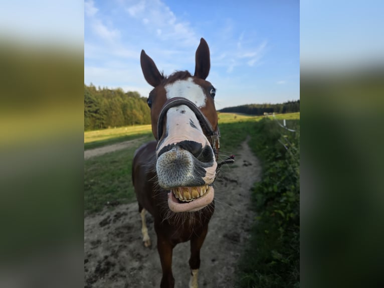 Rheinländer Wallach 11 Jahre 175 cm Fuchs in Arnstorf