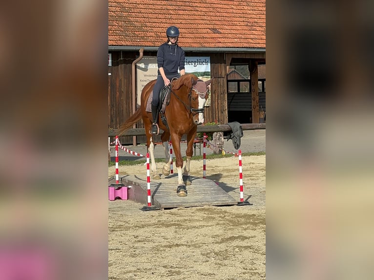 Rheinländer Wallach 11 Jahre 175 cm Fuchs in Arnstorf