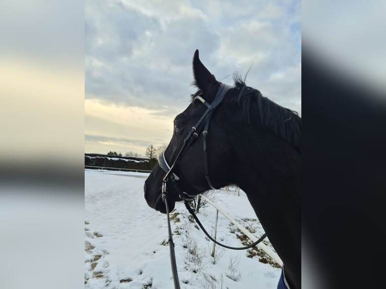 Rheinländer Wallach 11 Jahre 176 cm Dunkelbrauner in Königswinter