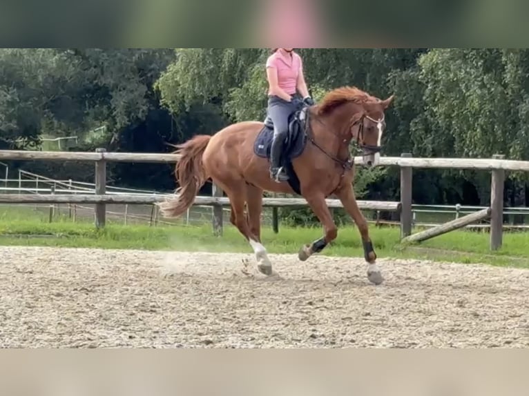 Rheinländer Wallach 11 Jahre 179 cm Fuchs in Satow