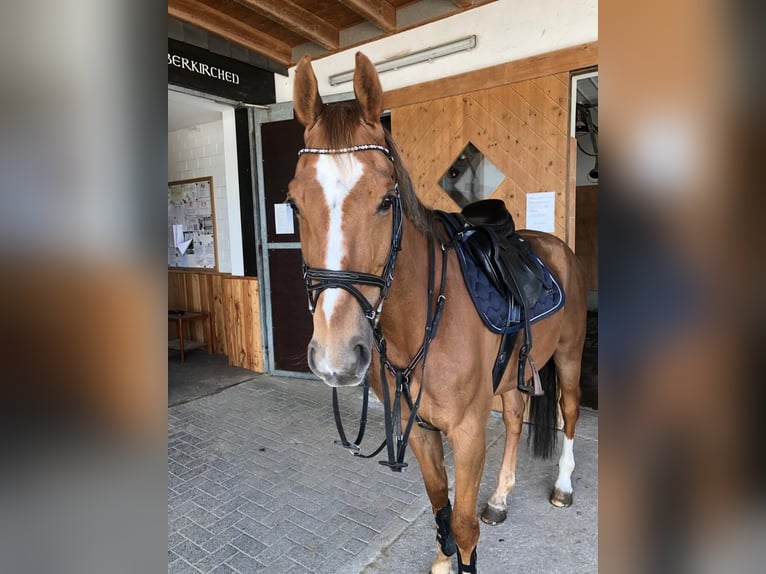 Rheinländer Wallach 12 Jahre 167 cm Dunkelfuchs in Schmallenberg