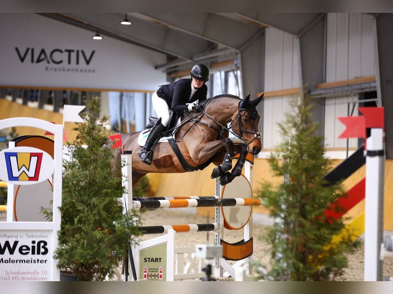 Rheinländer Wallach 12 Jahre 168 cm Brauner in Münster