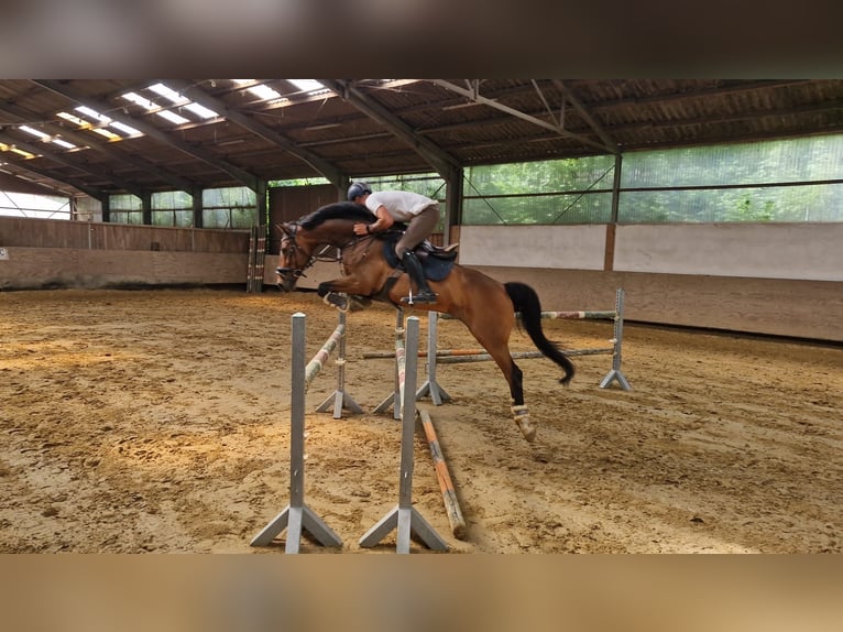 Rheinländer Wallach 12 Jahre 168 cm Brauner in Lindlar